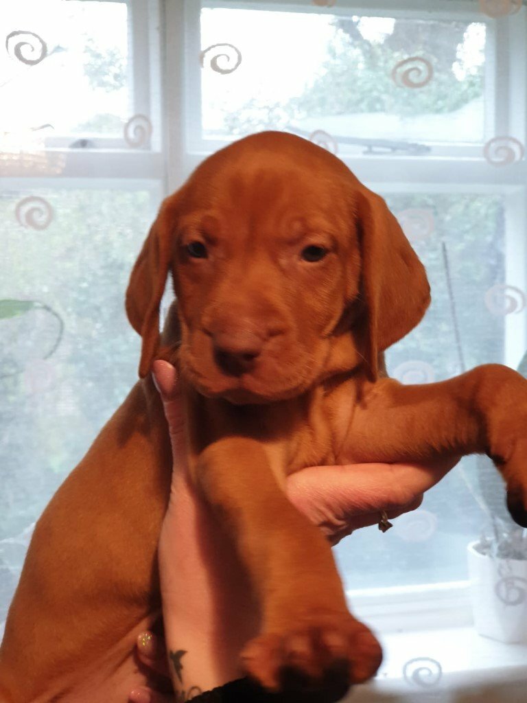 gumtree vizsla